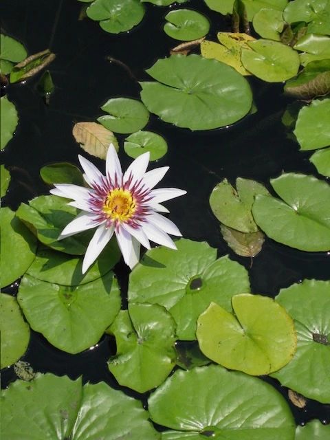 Photo 2 Lily pad single white flower